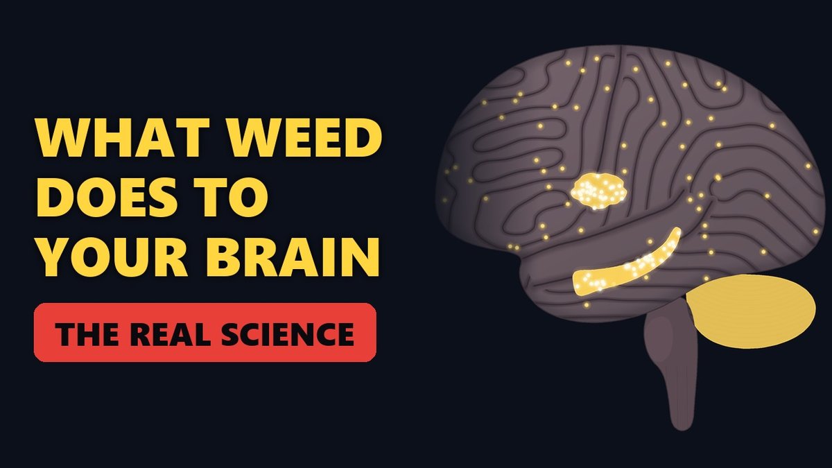 What Does Weed Do to Your Brain? How THC and Cannabis Affect the Brain — video thumbnail